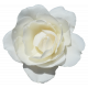 Flower- White 2 Rose