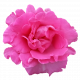 Flower- Pink 6 Rose