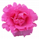 Flower - Pink 6 Rose