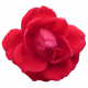 Flower- Red 8 Rose