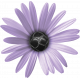 Purple Days Flower 3