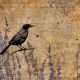Paper Purple Distressed Raven