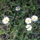 Daisies In Grass