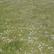 Paddock Daisies Grass