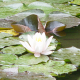 Water Lily White