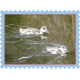 Stamp Spring Ducklings