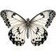 Collected Curiosities #3 - Butterfly 01