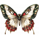 CC#12 - Ephemera - Butterfly 02B