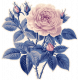 Curiosity Cabinets #3 - Mini Kit - Rose Sticker