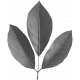 Leaf Template 17