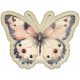 Collected Curiosities #14 Butterfly 03