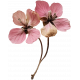 Collected Curiosities #14 Dried Flower 02
