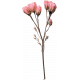Collected Curiosities #14 Dried Flower 06