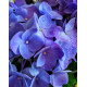 Blue Hydrangeas Photo