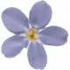 Summer Vacation - Lavender Blue Little Flower 02