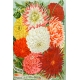 Seriously Floral Pocket Card 26 4x6
