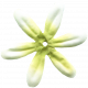 That Photo Life- Flower 02