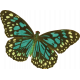 Seriously Butterfly 20 Illustration