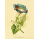 Seriously Floral #2 Pocket Cards Kit- JC 05