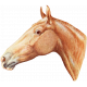Go West Horses- Horse 9