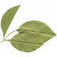 Sweet Times leaf 1