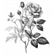 Rose Sticker 6