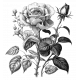 Rose Sticker 8
