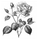 Rose Sticker 11