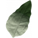 PT Leaf 2b