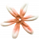 Jolly Neutral- Orange Flower