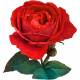 Be Bold Rose 2