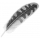 Oregonian Feather