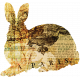 Animal Kingdom- Bunny Rabbit