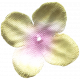 Flowers No.7- Flower 8