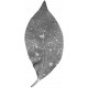 Leaves No.4 – Leaf Template 10