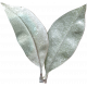Leaves No.4 – Leaf 7