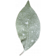 Leaves No.4 – Leaf 10