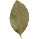 Leaves No.10 – Leaf 06