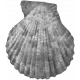 Sea Shells Vol.I-05 template