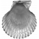 Sea Shells Vol.I-06 template