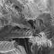 Plant Textures Vol.I-07 Template