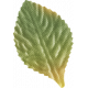 One Of A Kind - Leaf