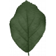 Back To Nature - Leaf 