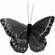 Butterfly Template 065