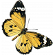 All the Princesses- Yellow Butterfly