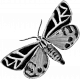 Butterfly Template 078