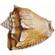 Unwind- Shell 5