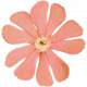 Summer&#039;s End- Pink Flower