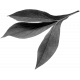 Leaf Template 142