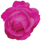 Spring Fresh Rose 03- Magenta